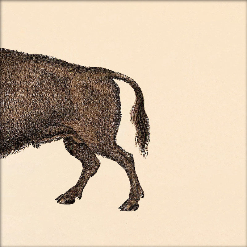 Bison Rear. Mini Print