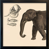 Elephant Front. Mini Print