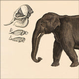 Elephant Front. Mini Print