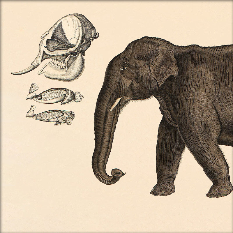 Elephant Front. Mini Print