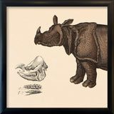 Rhinoceros Front. Mini Print