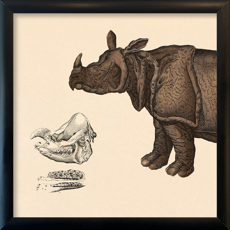 Rhinoceros Front. Mini Print