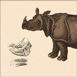 Rhinoceros Front. Mini Print