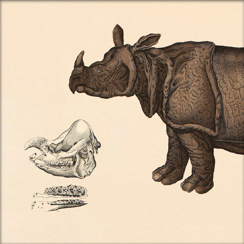 Rhinoceros Front. Mini Print