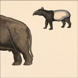 Elephant Rear and Tapir. Mini Print