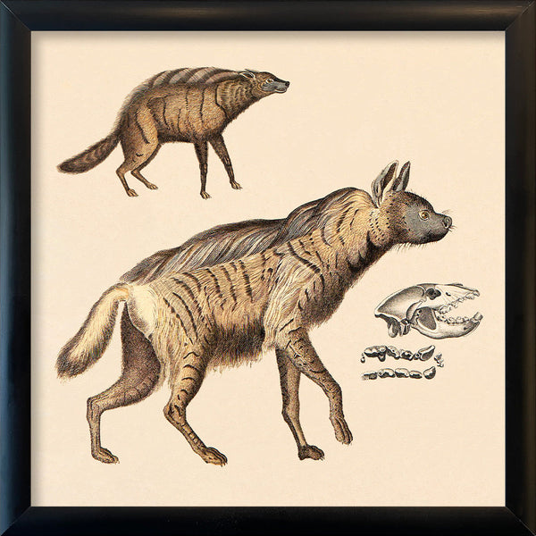 Two Striped Hyenas. Mini Print
