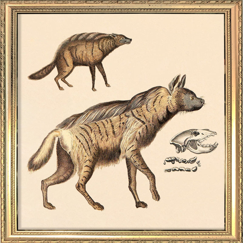 Two Striped Hyenas. Mini Print