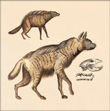 Two Striped Hyenas. Mini Print