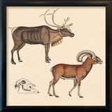 Reindeer and Mountain Ram. Mini Print