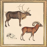 Reindeer and Mountain Ram. Mini Print