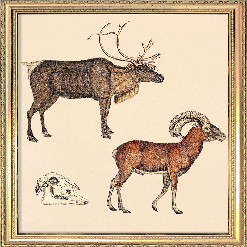 Reindeer and Mountain Ram. Mini Print