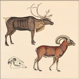 Reindeer and Mountain Ram. Mini Print