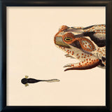 Orange Dotted Frog And Tail Toad. Mini Print