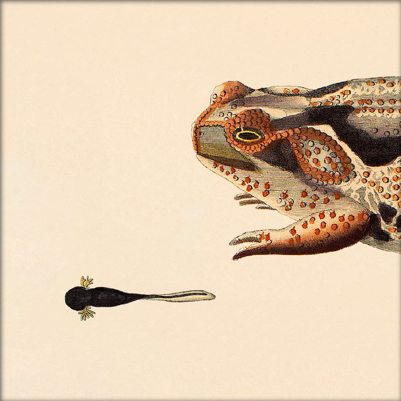 Orange Dotted Frog And Tail Toad. Mini Print