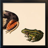 Orange Dotted Frog Rear And Small Green Frog. Mini Print