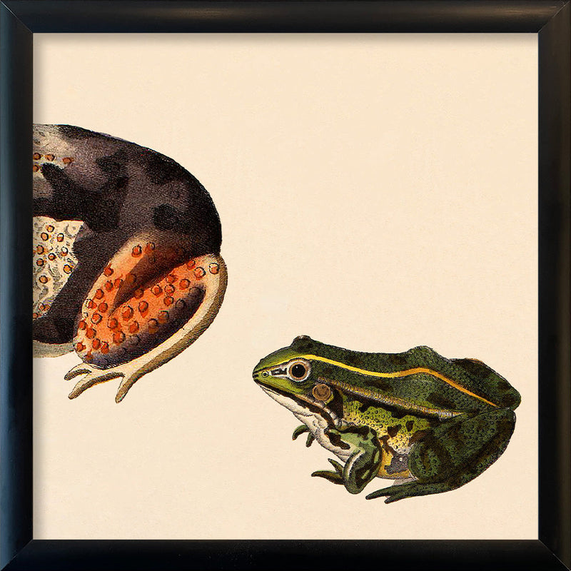 Orange Dotted Frog Rear And Small Green Frog. Mini Print