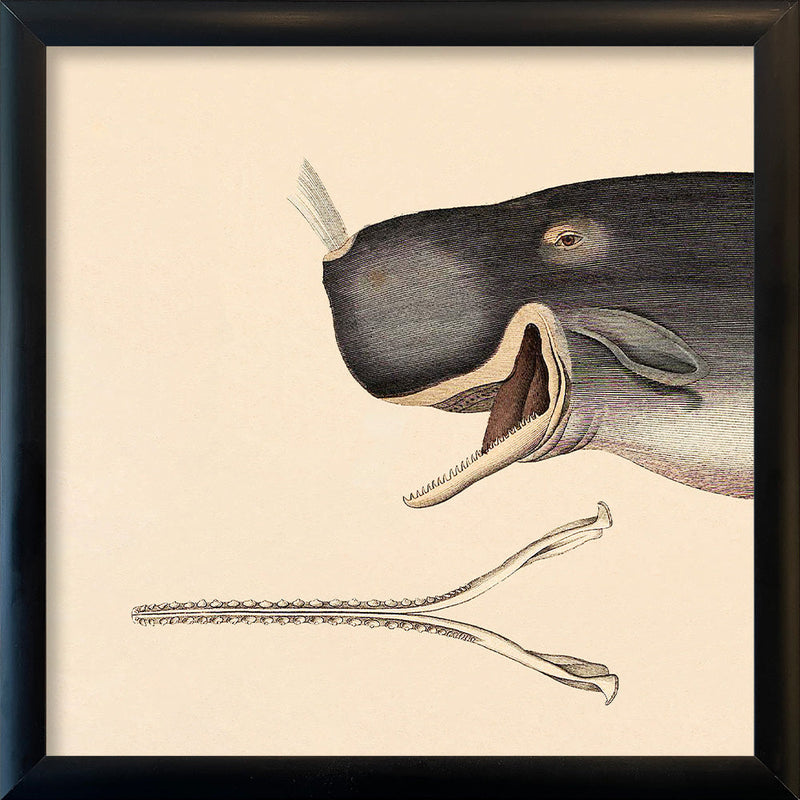 Whale Front. Mini Print