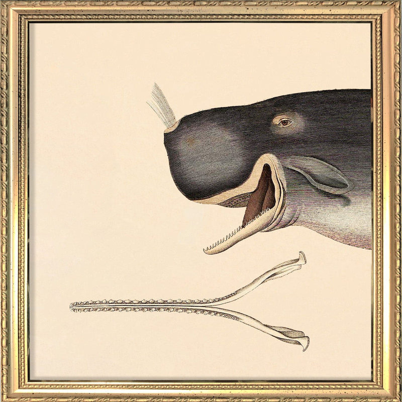 Whale Front. Mini Print