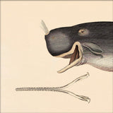 Whale Front. Mini Print