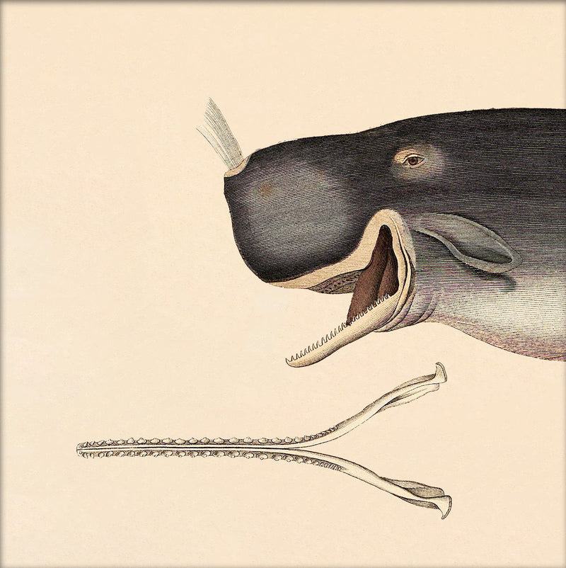Whale Front. Mini Print