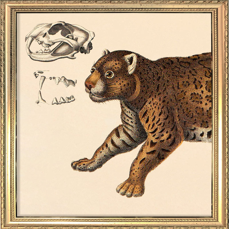 Leopard Front. Mini Print