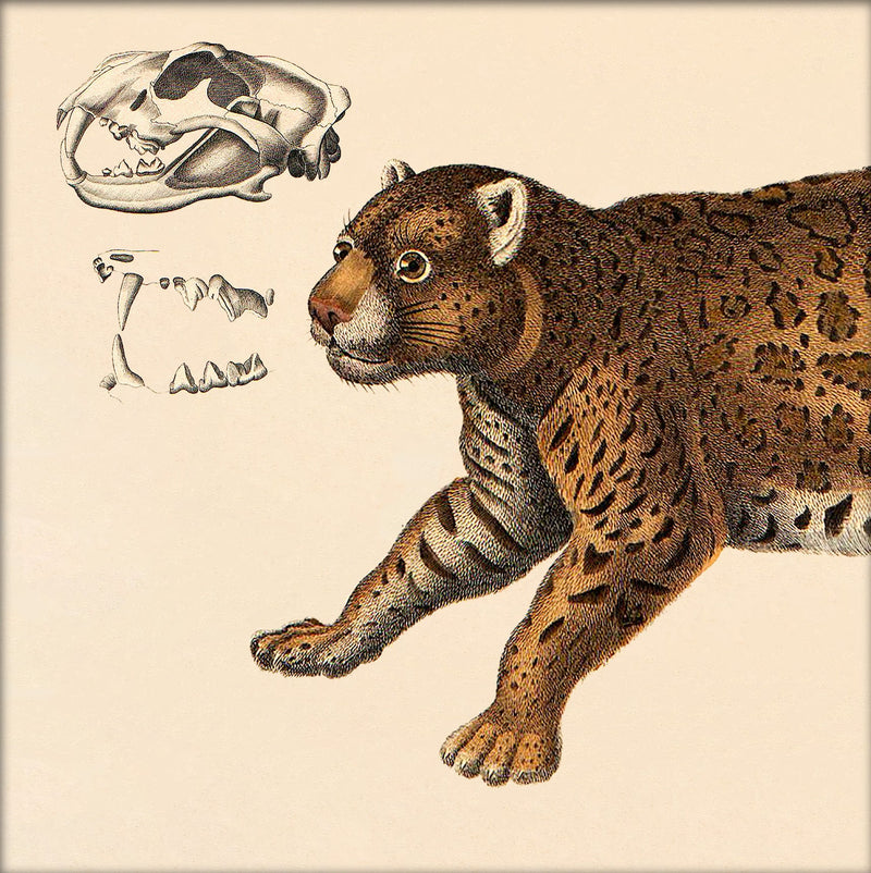 Leopard Front. Mini Print