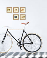 Hawkfish (Cirrhites Maculatus) Tail. Mini Print