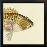 Hawkfish (Cirrhites Maculatus) Head. Mini Print