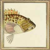 Hawkfish (Cirrhites Maculatus) Head. Mini Print