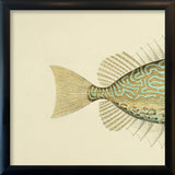 Gold Spot Rabbitfish (Teuthis Striolata) Tail. Mini Print