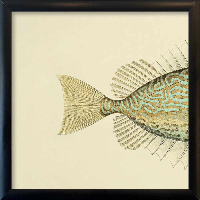 Gold Spot Rabbitfish (Teuthis Striolata) Tail. Mini Print