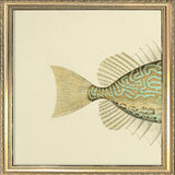 Gold Spot Rabbitfish (Teuthis Striolata) Tail. Mini Print