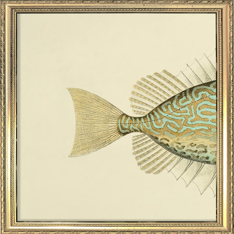 Gold Spot Rabbitfish (Teuthis Striolata) Tail. Mini Print