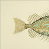 Gold Spot Rabbitfish (Teuthis Striolata) Tail. Mini Print
