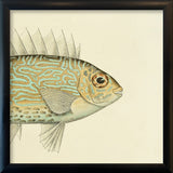 Gold Spot Rabbitfish (Teuthis Striolata) Head. Mini Print