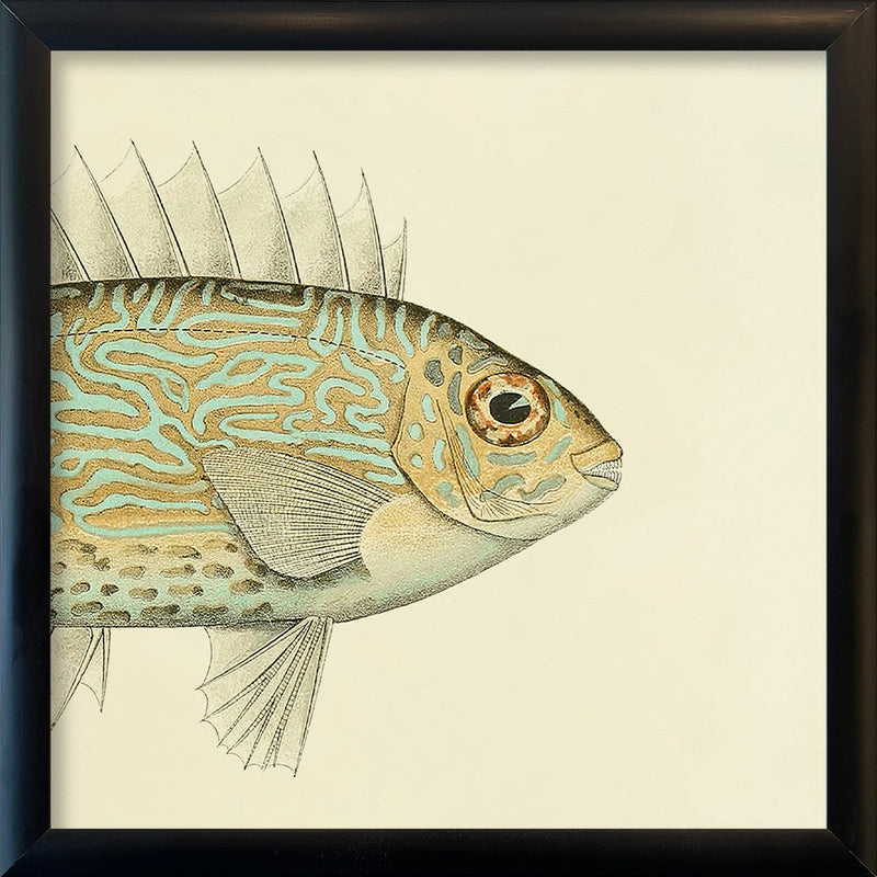 Gold Spot Rabbitfish (Teuthis Striolata) Head. Mini Print