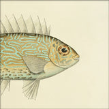 Gold Spot Rabbitfish (Teuthis Striolata) Head. Mini Print