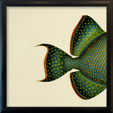 Blue Triggerfish (Balistes Fuscus) Tail. Mini Print