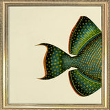 Blue Triggerfish (Balistes Fuscus) Tail. Mini Print