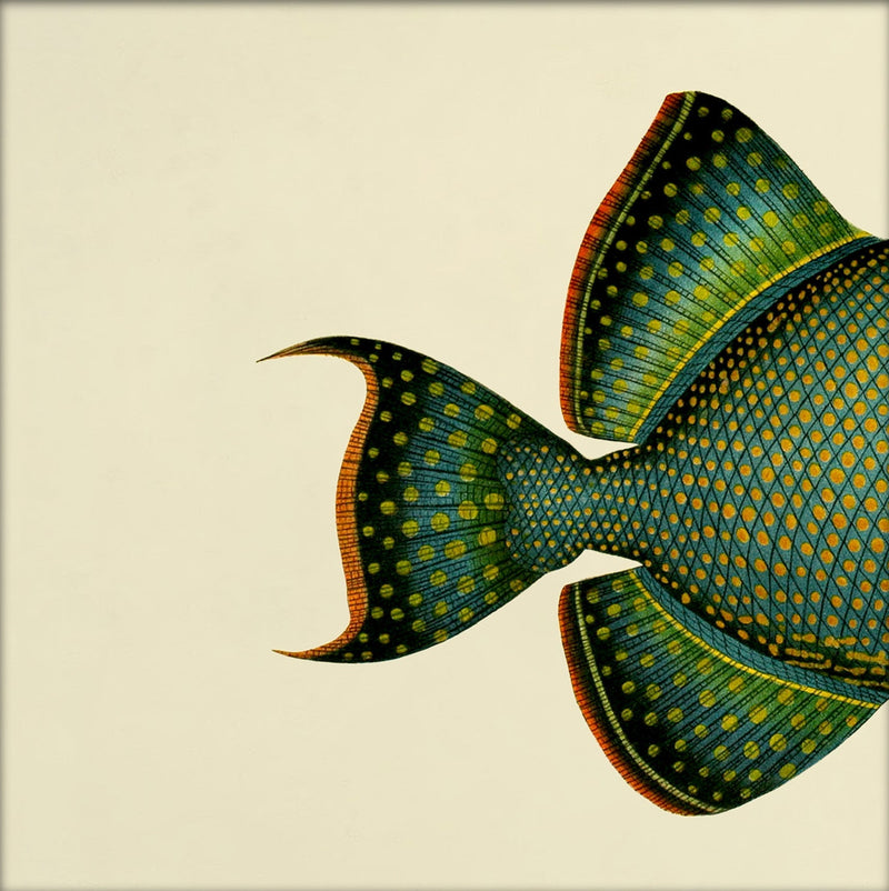 Blue Triggerfish (Balistes Fuscus) Tail. Mini Print