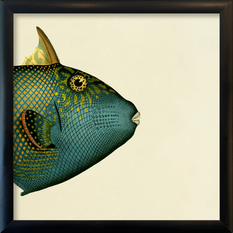 Blue Triggerfish (Balistes Fuscus) Head. Mini Print
