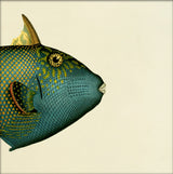 Blue Triggerfish (Balistes Fuscus) Head. Mini Print