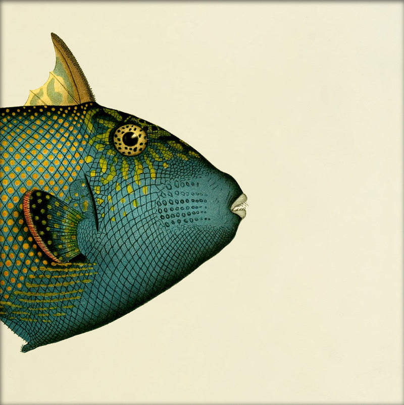 Blue Triggerfish (Balistes Fuscus) Head. Mini Print