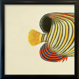 Regal Angelfish (Pygoplites diacanthus) Tail. Mini Print