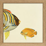 Regal Angelfish (Pygoplites diacanthus) Head. Mini Print
