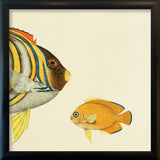 Regal Angelfish (Pygoplites diacanthus) Head. Mini Print
