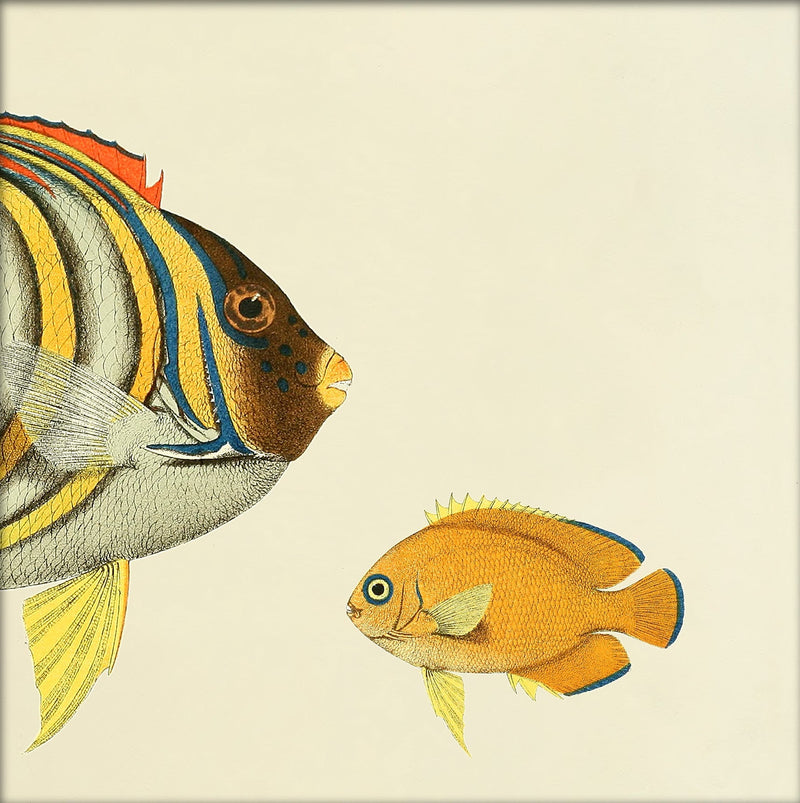 Regal Angelfish (Pygoplites diacanthus) Head. Mini Print