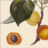 Peach Close Up. Mini Print