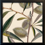 Almond Close Up. Mini Print