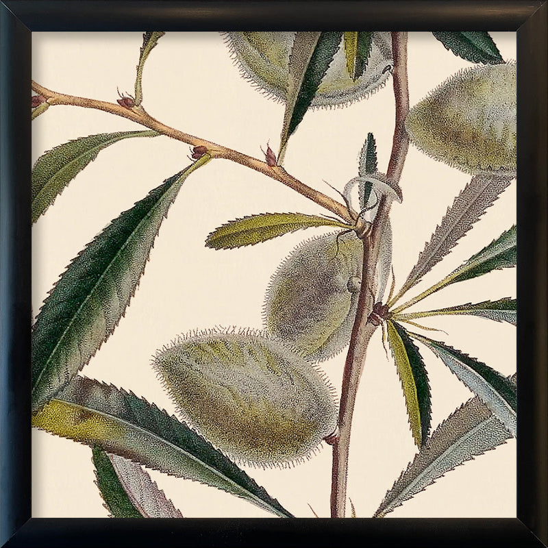 Almond Close Up. Mini Print